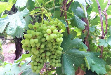 Olgun üzüm üzüm ağaçlarının üzüm bağları na asıldı.