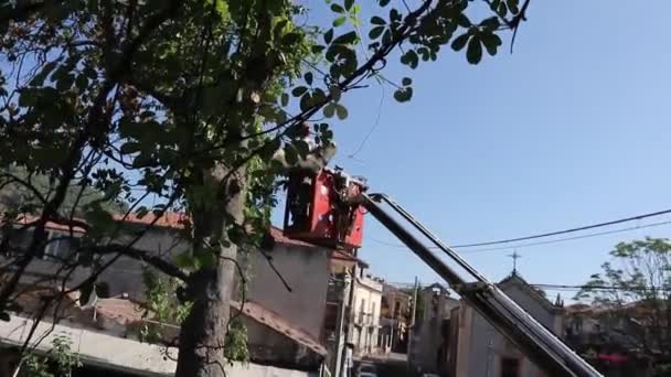 Ağaç Budama Elektrikli Testere Ile Bir Adam Tarafından Testere Ile — Stok video