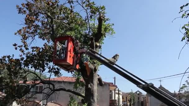 Taille Sciage Arbres Par Homme Avec Une Tronçonneuse Debout Sur — Video