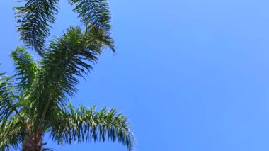 mavi gökyüzüne karşı palmiye ağaçları. mavi gökyüzüne karşı palmiye ağaçlarının yukarı bakış. Mavi gökyüzüne karşı palmiye ağaçları, tropikal sahildeki palmiye ağaçları, Hindistan cevizi ağacı, yaz ağacı