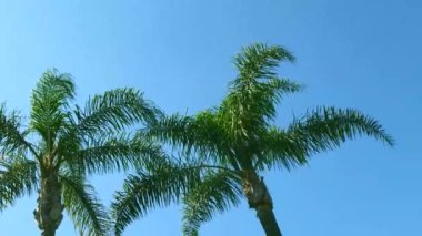mavi gökyüzüne karşı palmiye ağaçları. mavi gökyüzüne karşı palmiye ağaçlarının yukarı bakış. Mavi gökyüzüne karşı palmiye ağaçları, tropikal sahildeki palmiye ağaçları, Hindistan cevizi ağacı, yaz ağacı