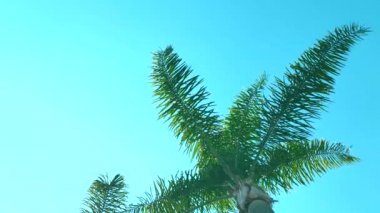 mavi gökyüzüne karşı palmiye ağaçları. mavi gökyüzüne karşı palmiye ağaçlarının yukarı bakış. Mavi gökyüzüne karşı palmiye ağaçları, tropikal sahildeki palmiye ağaçları, Hindistan cevizi ağacı, yaz ağacı