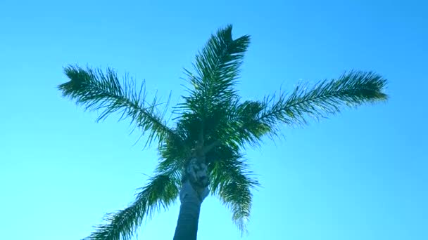 棕榈树对蓝天 棕榈树对蓝天的向上视图 棕榈树对蓝天 棕榈树在热带海岸 椰子树 夏季树 — 图库视频影像