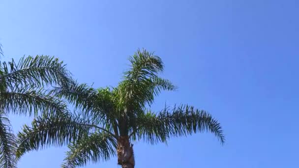 하늘에 야자수 하늘에 야자수의 위쪽보기 하늘에 야자수 해안에서 야자수 코코넛 — 비디오