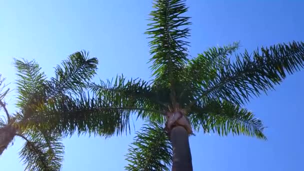 Palmeras Contra Cielo Azul Vista Hacia Arriba Palmeras Contra Cielo — Vídeo de stock