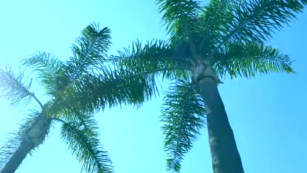 Palmeras Contra Cielo Azul Vista Hacia Arriba Palmeras Contra Cielo — Vídeo de stock