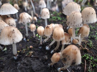 Yosunlu bir duvarın önünde mantar kolonisi.