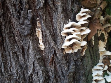 Yosunlu bir duvarın önünde mantar kolonisi.