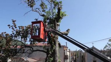 Ağaç budama ve elektrikli testere ile bir adam tarafından testere ile testere testere, mekanik bir sandalye asansör bir platform üzerinde duran, eski büyük manolya ağacının dalları arasında yüksek irtifada. Dallar, keresteler ve talaş düşmesi