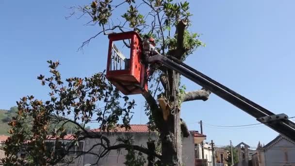 树修剪和锯由一个人用链锯 站在一个机械椅子升降机的平台上 在高海拔之间的老大玉兰树的树枝 木材和锯屑掉落 — 图库视频影像