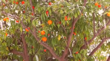 Olgun narenciye, portakal, limon, mandalina beyaz kar kaplı. Kar yağmaya devam ediyor. İtalya'da sert kış, Sicilya. kar yağmaya devam ediyor. İtalya'da şiddetli kış, Sicilya