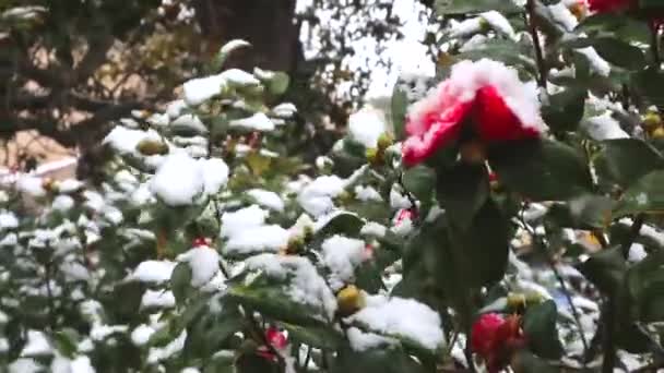 Śnieg Pada Czerwony Kwiat Kamelia Kwiat Kamelia Rozkwicie Pokryte Śniegiem — Wideo stockowe