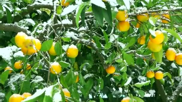 Cítricos Maduros Naranjas Limones Mandarinas Cubiertas Nieve Blanca Nieve Sigue — Vídeo de stock