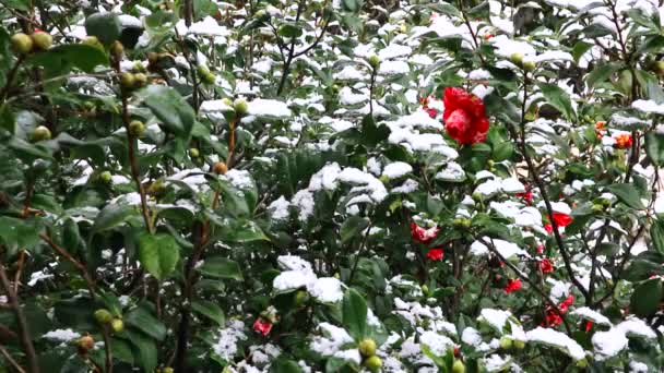 雪落在红色的山茶花上 盛开的花朵被雪覆盖着 盛开的山茶花覆盖着白雪 在雪下绽放着红花 雪继续下 意大利 西西里严冬 — 图库视频影像
