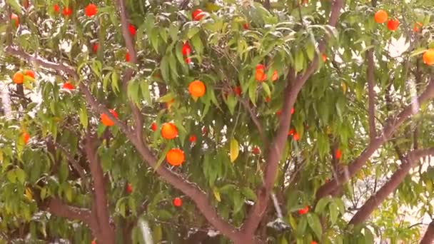 Mogna Citrusfrukter Apelsiner Citroner Tangeriner Täckt Vit Snö Snön Fortsätter — Stockvideo