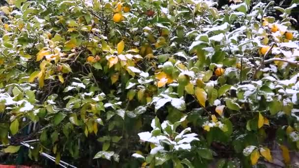 Mogna Citrusfrukter Apelsiner Citroner Tangeriner Täckt Vit Snö Snön Fortsätter — Stockvideo