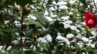 Kırmızı kamelya çiçeğinin üzerine kar yağar. Karlarla kaplı çiçekaçan Kamelya çiçeği. Beyaz karla kaplı kamelyalar.Kar yağışı altında kamelyanın kırmızı çiçekleri kar yağmaya devam ediyor. İtalya'da şiddetli kış, Sicilya