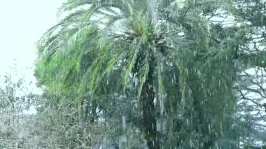 Sicilya'da sert kış. Arka planda bir köknar ve palmiye ağaçları ile kar yağışı. kar blazer. eski parkta kış zamanı