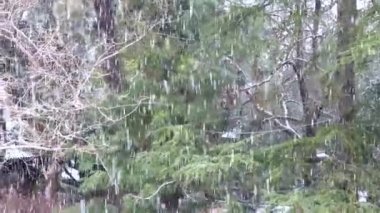 Sicilya'da sert kış. Arka planda bir köknar ve palmiye ağaçları ile kar yağışı. kar blazer. eski parkta kış zamanı