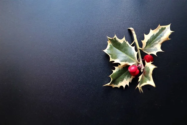 Složka nového ročníku a Xmas Holly s bobule. — Stock fotografie