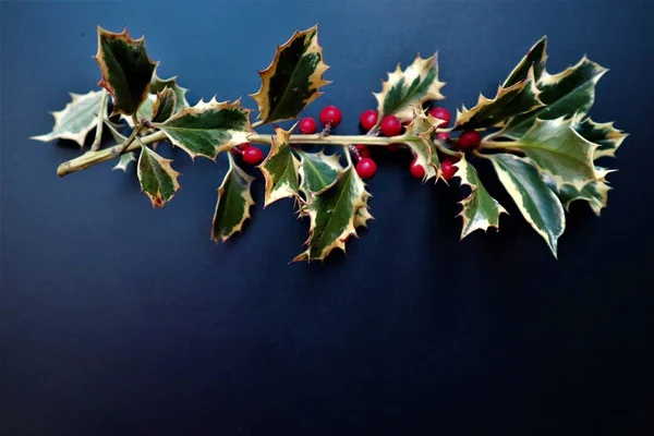 Složka nového ročníku a Xmas Holly s bobule. — Stock fotografie