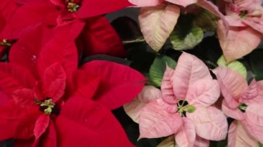 Kırmızı Poinsettia noel çiçeği. Kırmızı poinsettias sera, Noel için hazır, Noel yıldız bitki