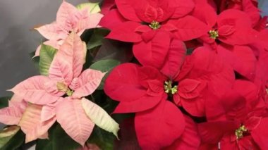 Kırmızı Poinsettia noel çiçeği. Kırmızı poinsettias sera, Noel için hazır, Noel yıldız bitki