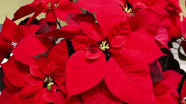 Kırmızı Poinsettia noel çiçeği. Kırmızı poinsettias sera, Noel için hazır, Noel yıldız bitki