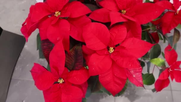 赤いポインセチアのクリスマスの花 クリスマスの準備ができて 赤いポインセチアの温室 クリスマススター植物 — ストック動画