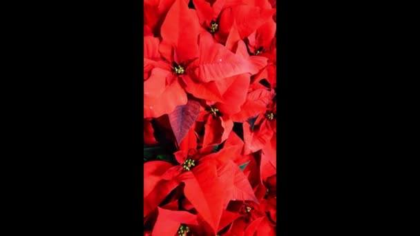 Цветок Рождества Красной Пойнсеттии Теплица Красных Пуансеттий Готовая Рождеству Завод — стоковое видео