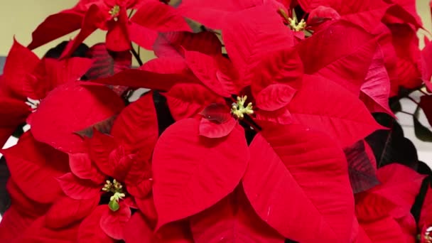 Flor Natal Poinsettia Vermelha Estufa Poinsettias Vermelhas Pronto Para Natal — Vídeo de Stock