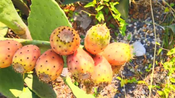 Peras Espinosas Una Planta Cactus Cactus Pera Espinosa Cerca Con — Vídeos de Stock