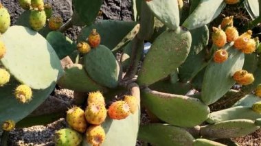 Bir kaktüs plantprickly armut kaktüs üzerinde dikenli armut kırmızı renkte meyve ile yakın, kaktüs dikenleri. sarı meyveler. Yakın çekim