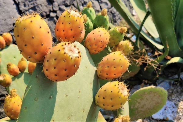 Колючі груші на рослині кактуса — стокове фото