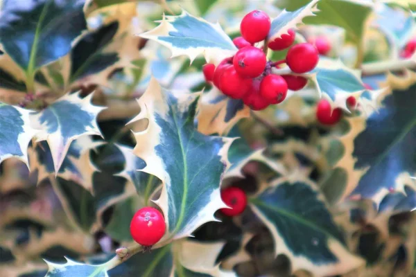 Holly bush with red berries. Closeup of holly beautiful red berr — Stock Photo, Image