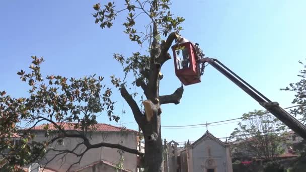 Pohon Dipangkas Dan Menggergaji Oleh Seorang Pria Dengan Gergaji Mesin — Stok Video
