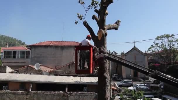 Przycinanie Drzew Piłowanie Przez Człowieka Piłą Łańcuchową Stojąc Platformie Mechanicznego — Wideo stockowe