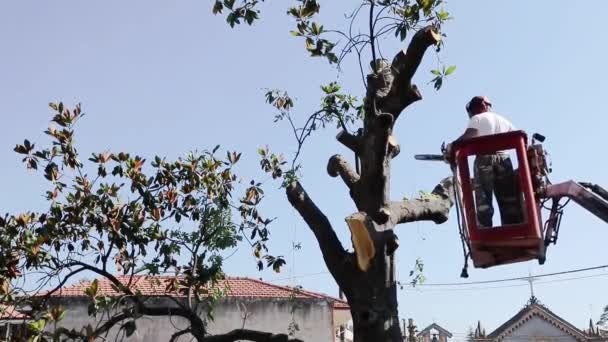 古い大きなマグノリアの木の枝の間の高い高度に 機械的な椅子リフトのプラットフォームに立って チェーンソーを持つ男によって剪定し おがくず落下 — ストック動画