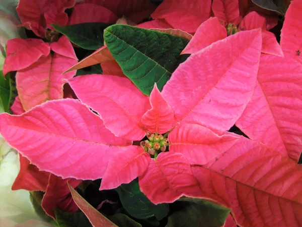 Poinsettia roja en Navidad — Foto de Stock