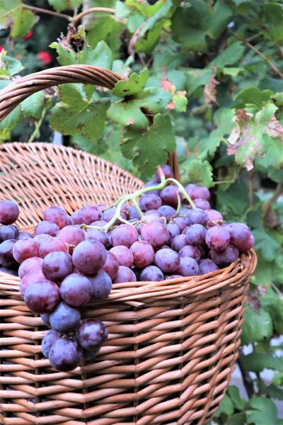 Selected grapes in Italy for a large autumn harvest, fine handma