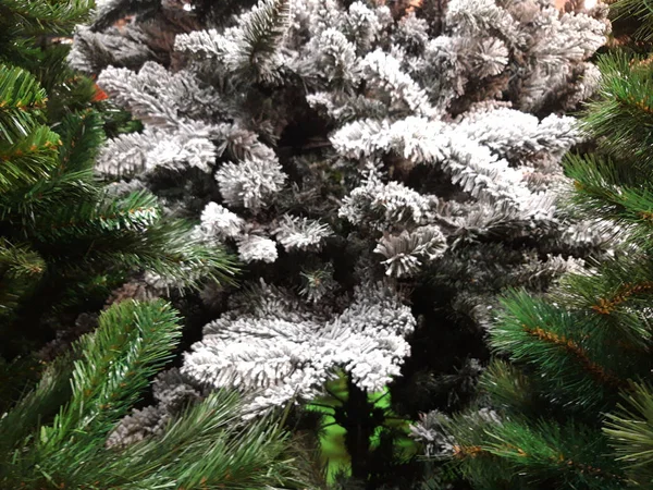 Green pine branches covered with frost — Stock Photo, Image