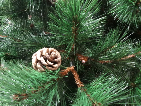 Spruce branches with cones. — Stock Photo, Image