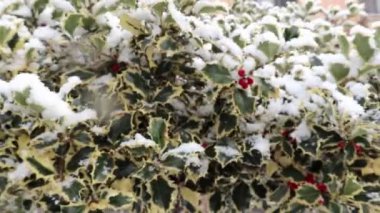 Kırmızı böğürtlenli Holly Bush. Sonbahar havasında ağaçtaki kutsal kırmızı böğürtlen ve keskin yapraklara yakın çekim. Avrupa 'da Noel' in sembolü. Sonbahar kış havasında ağaç.