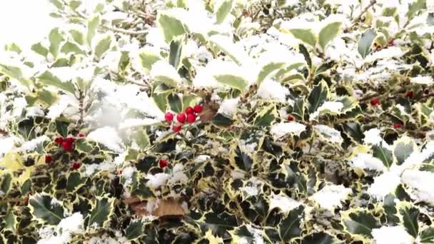 Stechpalme Mit Roten Beeren Großaufnahme Von Stechpalmen Schönen Roten Beeren — Stockvideo
