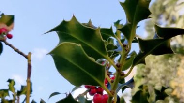 Kırmızı böğürtlenli Holly Bush. Sonbahar havasında ağaçtaki kutsal kırmızı böğürtlen ve keskin yapraklara yakın çekim. Avrupa 'da Noel' in sembolü. Sonbahar kış havasında ağaç.