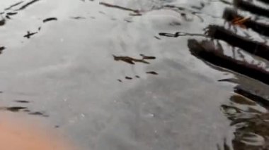 Çamura düşen yağmur damlası yere düşen yağmur damlası. Şiddetli yağmurlu bir günde yağmur suyu yere sıçrar..