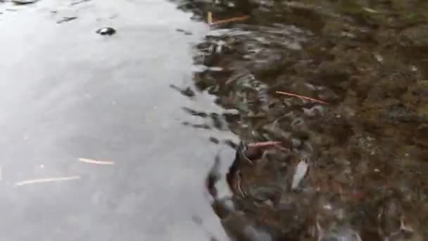 雨が舗装に降る雨の水が床に落ちる 大雨の日には雨が地面に降る — ストック動画