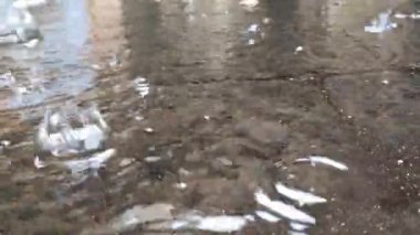 Çamura düşen yağmur damlası yere düşen yağmur damlası. Şiddetli yağmurlu bir günde yağmur suyu yere sıçrar..