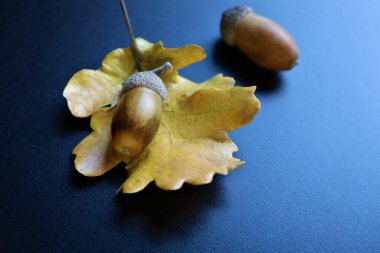 Siyah arka planda meşe yaprağı ve meşe palamudu.