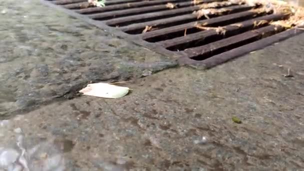 雨が舗装に降る雨の水が床に落ちる 大雨の日には雨が地面に降る — ストック動画